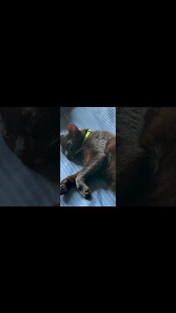 Lazy Days Of the Kitty Life #shorts