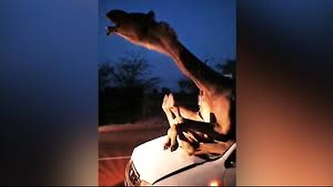 A Heartwarming Rescue The Camel Stuck in a Car!