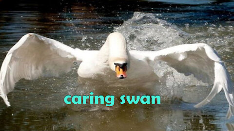 Strict swan teaches order