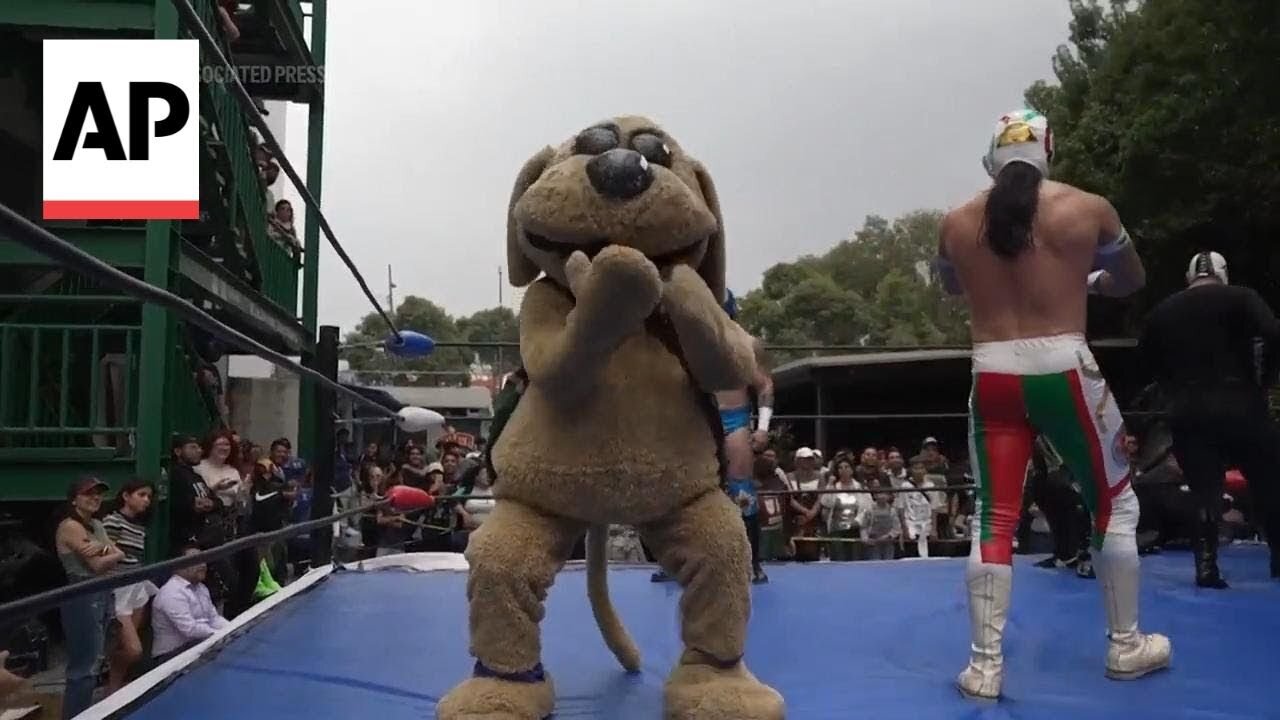 Meet Wisin, Mexico's latest viral meme and 'puppy luchador' | NE