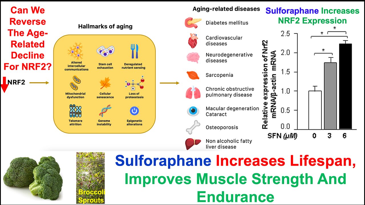 Sulforaphane Extends Lifespan, Increases Muscle Strength And Endurance