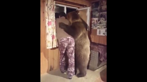 Normal Russian Things w/ Bears + From Russia w/ Love music