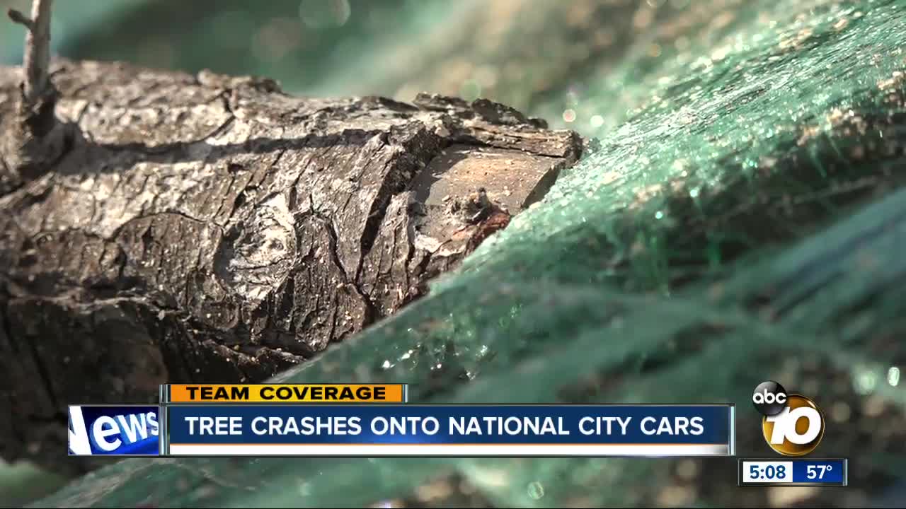 Tree topples on cars in National City