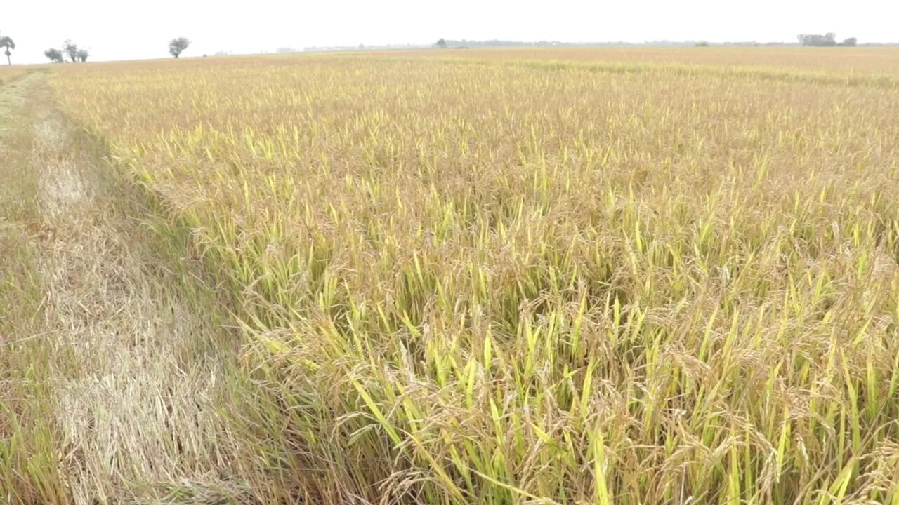 Harvesting rice 4
