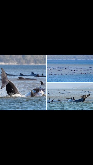 Ratusan Paus Ditemukan Mati di Perairan Australia