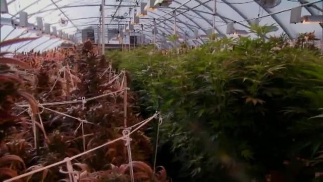 Kern County marijuana growth project, impact