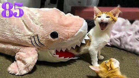 Funniest Animals 2023 😂 Funniest Cats and Dogs 😺🐶 Part-85