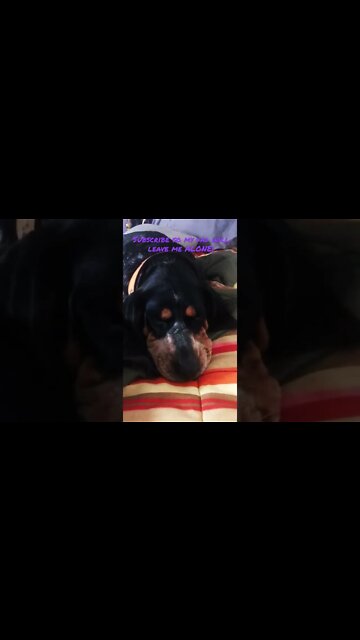 #BlueTick is snoring. Don’t wake a sleeping dog! #Shorts #shortsvideo