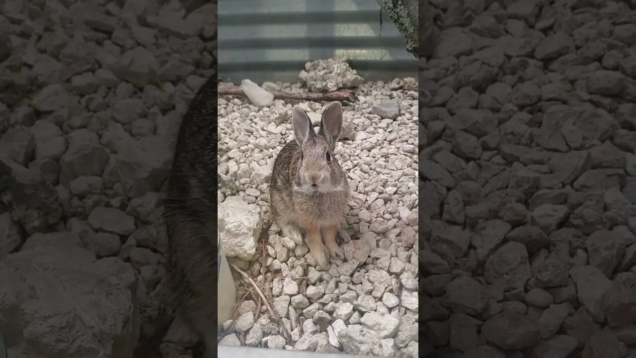 let me out (rabbit stuck in window sill)