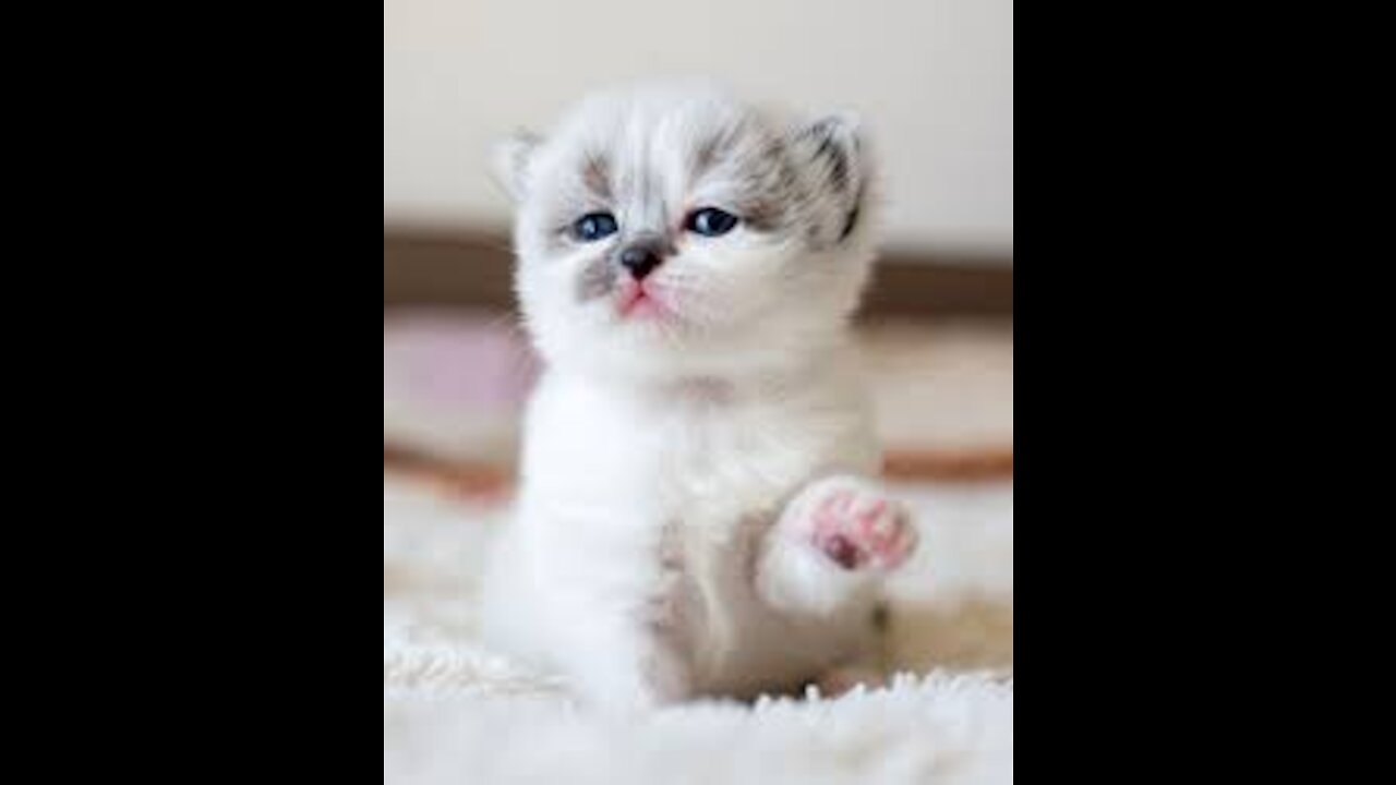 Cute funny small cat!