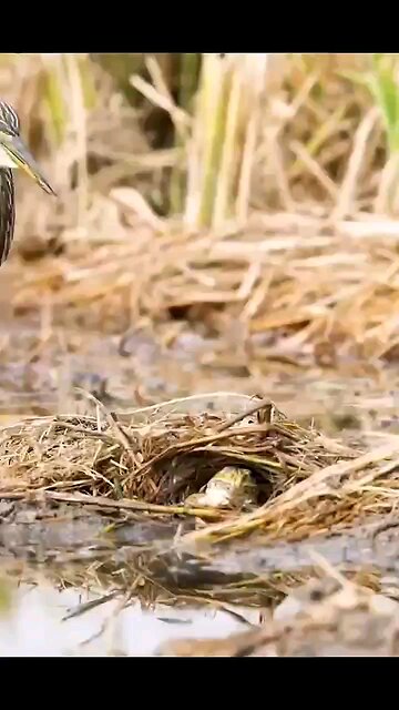 Nature: Unexpected ending for Bird vs Toad