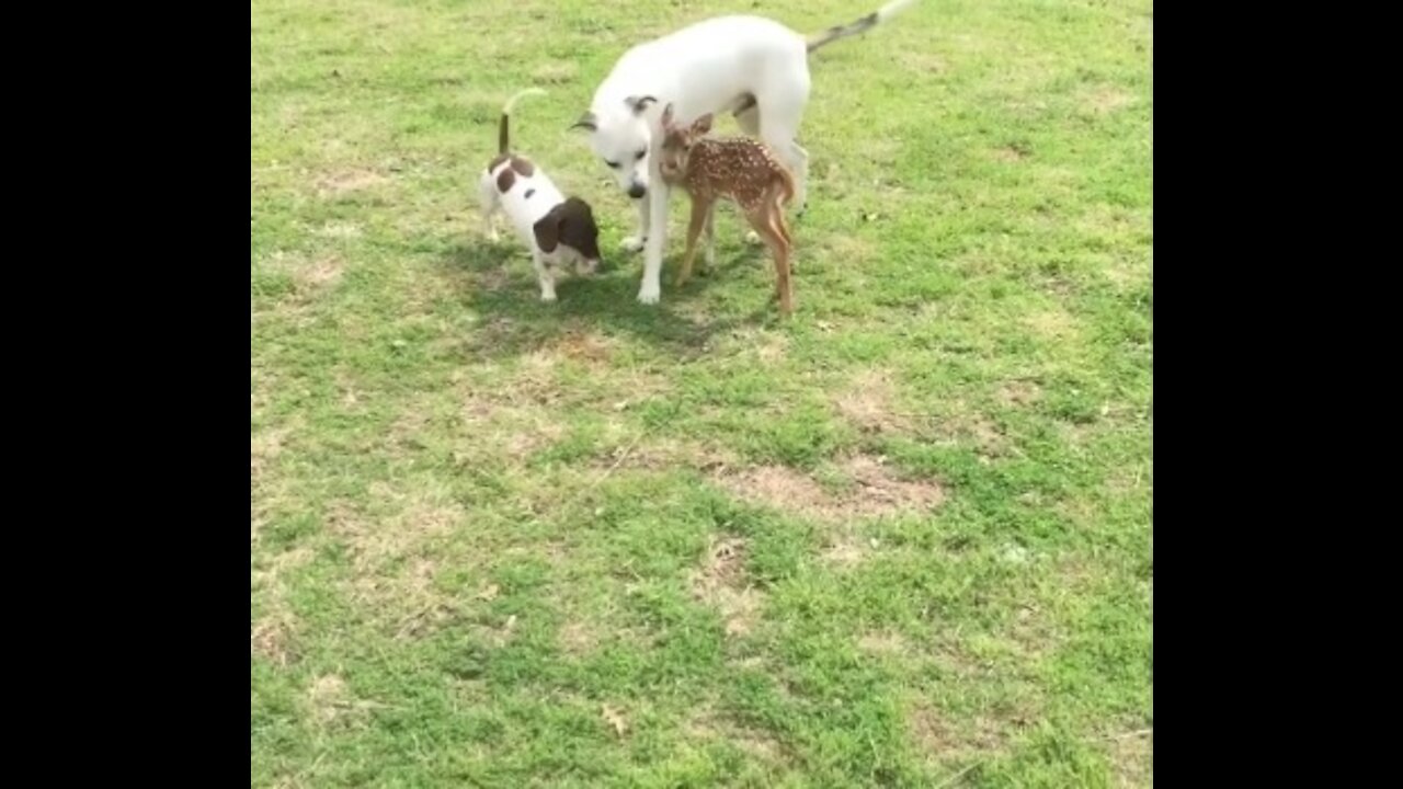 Friendly dogs obsessed with new rescue fawn addition
