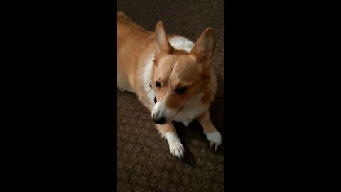 Sleepy corgi