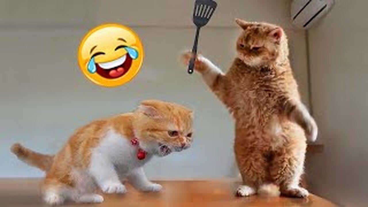 Animals funny videos 😅