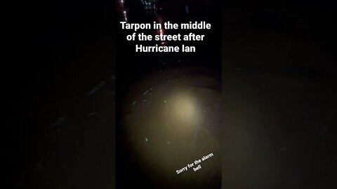 Tarpon in the middle of my street after Hurricane IAN