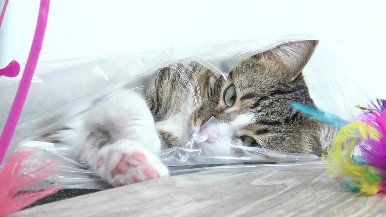 Funny Cat Plays from a Plastic Bag