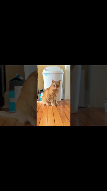 Dog Doors for Cats is Hilarious in Concept