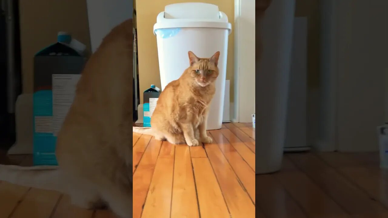 Dog Doors for Cats is Hilarious in Concept