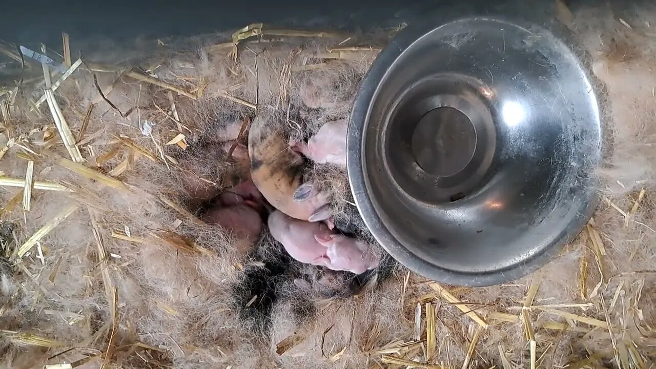 New Zealand Red Rabbits litter with lots of Tigerprint Japanese in it