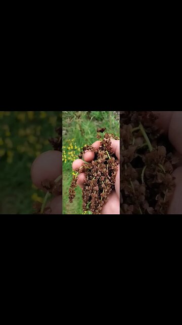 Getting licked by a bee, and harvesting sorrel seed