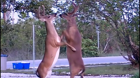 Boxing Bucks Battle