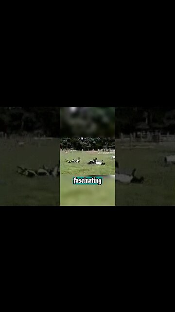 Fainting Goat, World's Most Entertaining Livestock