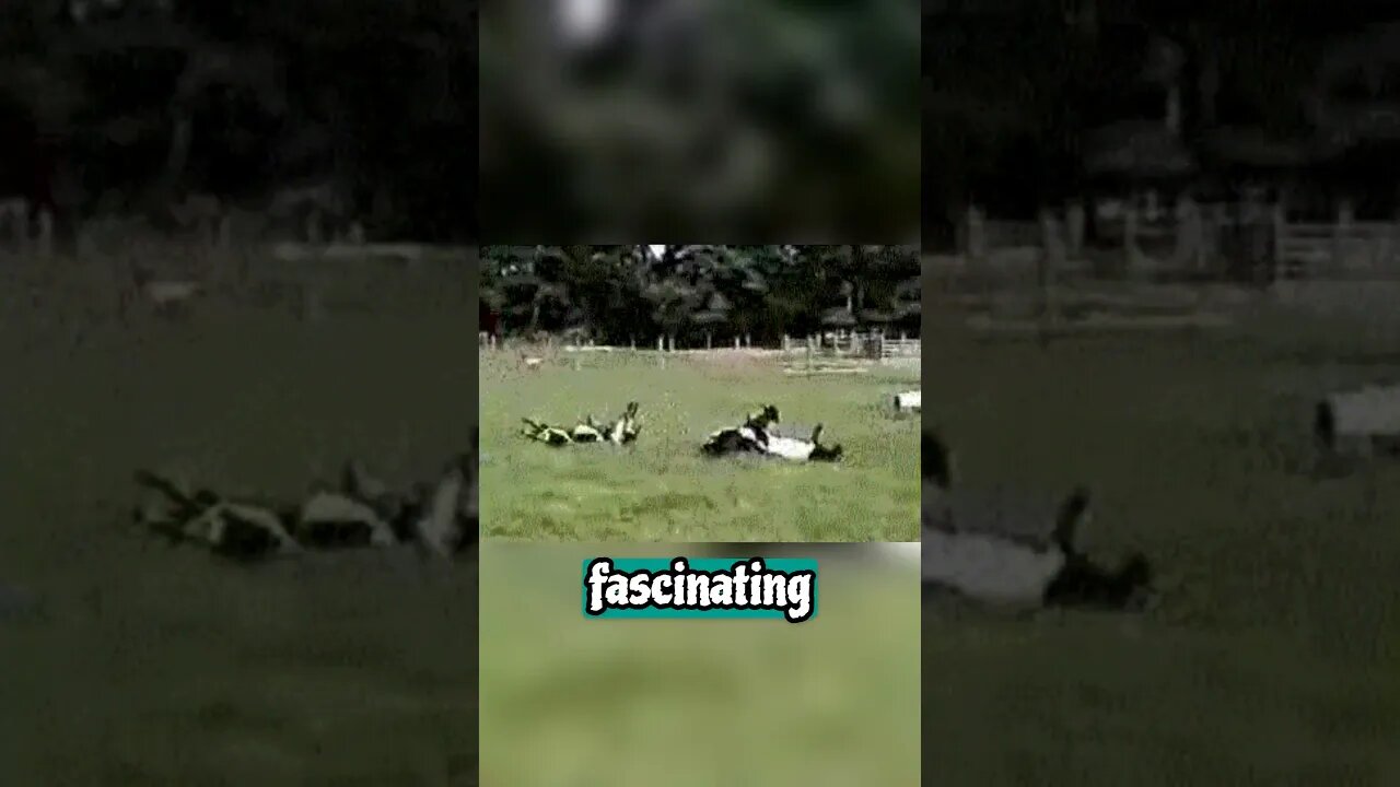 Fainting Goat, World's Most Entertaining Livestock