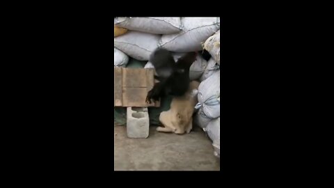 dog vs cat royale funny animal video