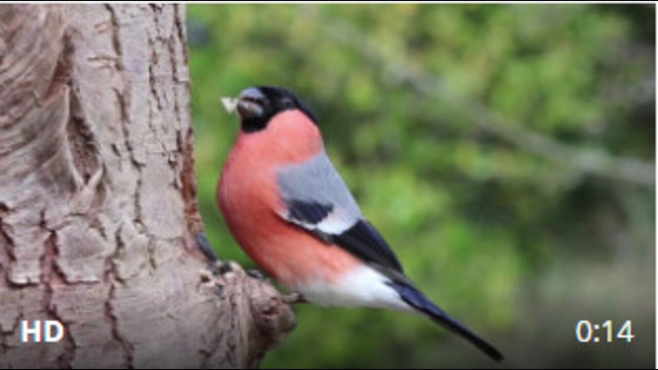 The World's Most Beautiful Bird Songs - Part One