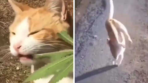 What Happens When a Cat Eats Marijuana