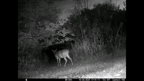 Deer 10-26-2024