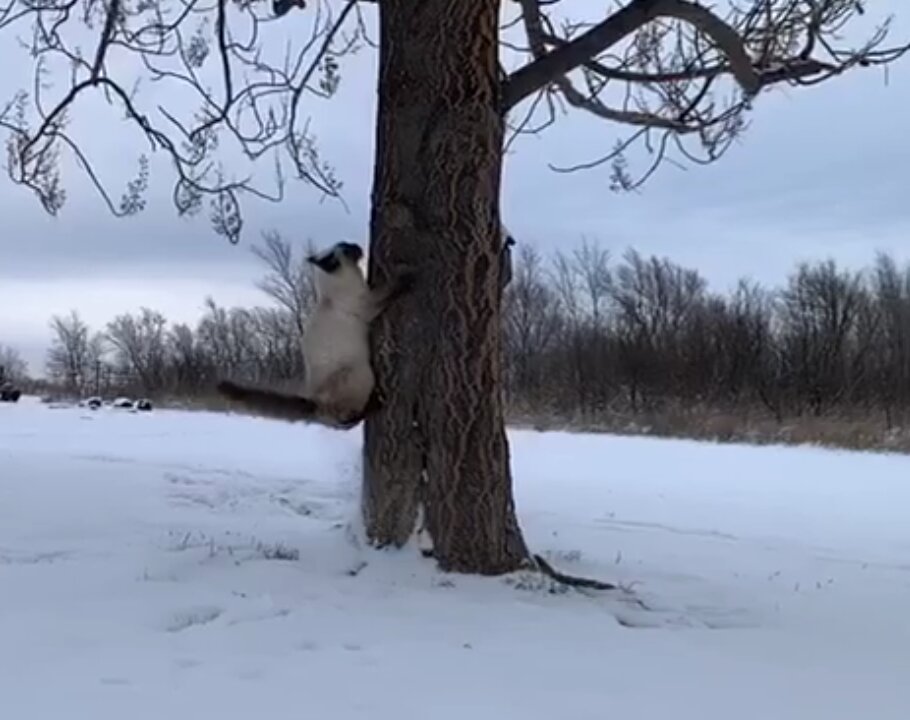 Siamese Cat Having So Much Fun In the Snow