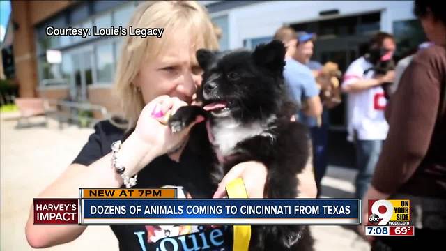 Dozens of animals coming to Cincinnati from Texas