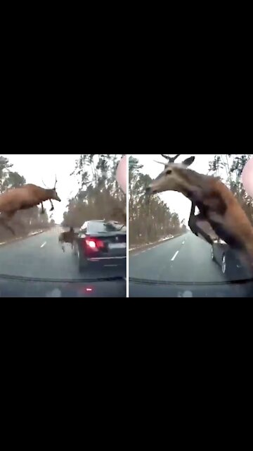 Cars caught in the middle of an epic deer stampede