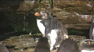 C'est l'heure du bain pour ces adorables pingouins!