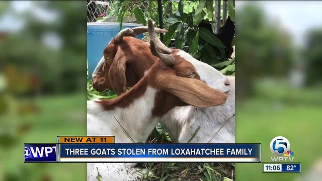 Three goats stolen from Loxahatchee family