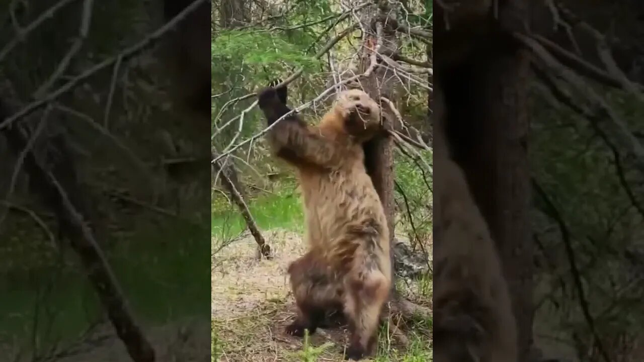 Urso se Coçando nas Arvores da Mata #shorts