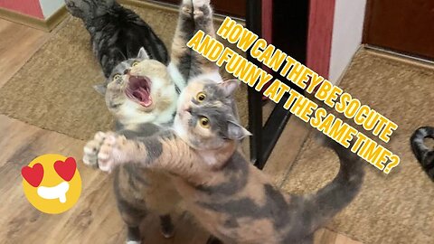 How can they be so cute and funny at the same time? ||| 😻😹 Hilarious Cat Antics: Compilation №41