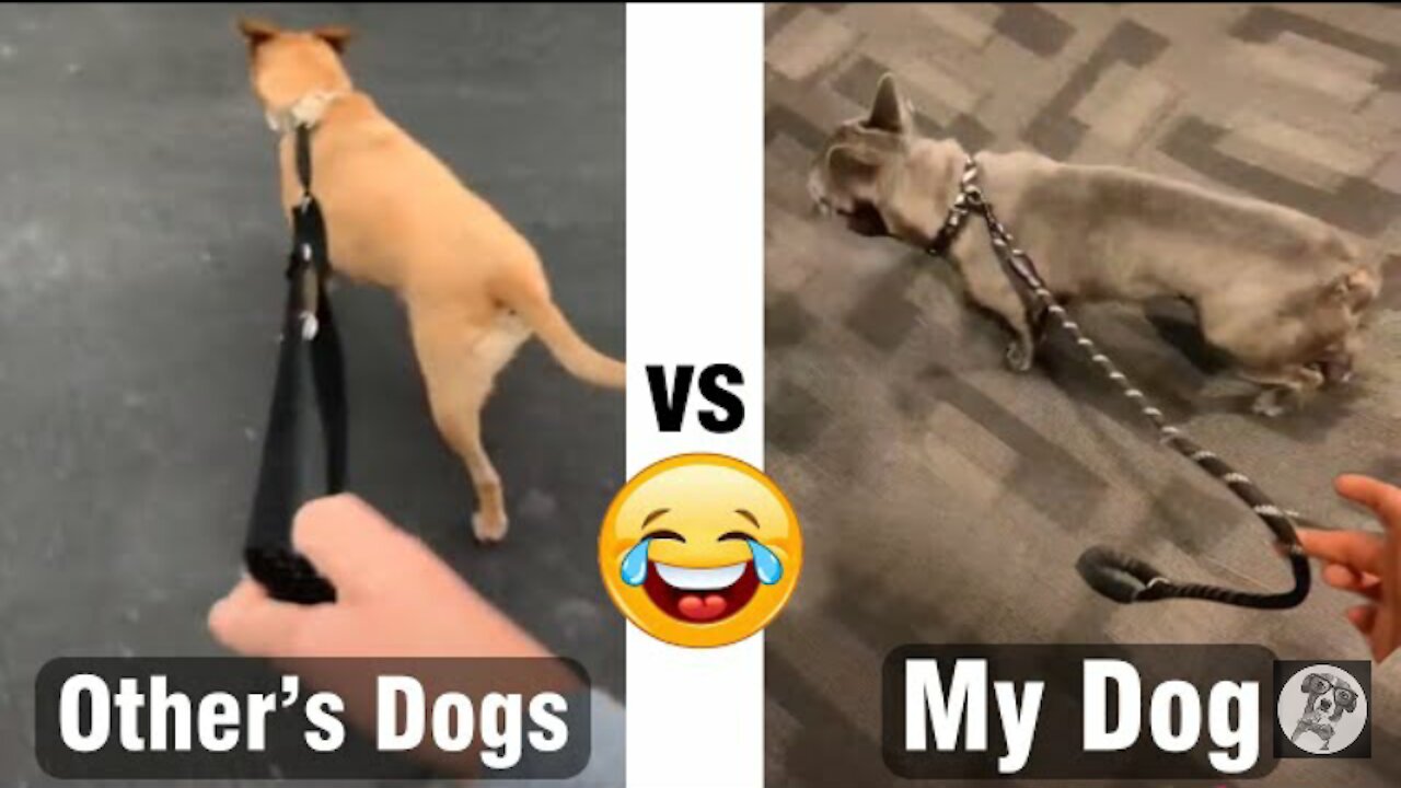 Other's dogs vs My dog - Funny dog12