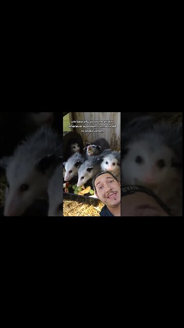 Animal Superpowers: Opossums are immune to snake venom