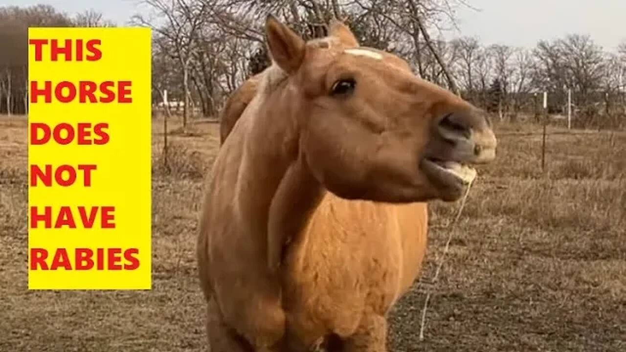 Horse With Rabies? Or Maybe Just Eating An Apple - Texas Cold Snow Storm Of 2022