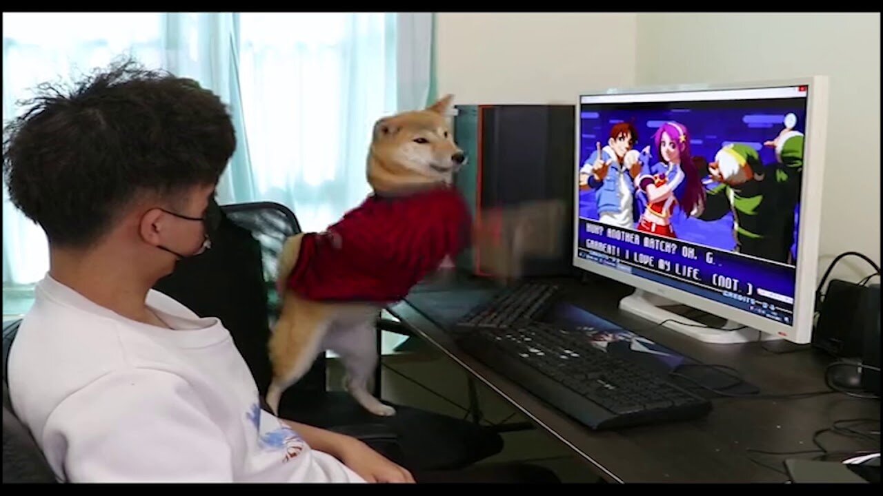 Funny dog playing PC games