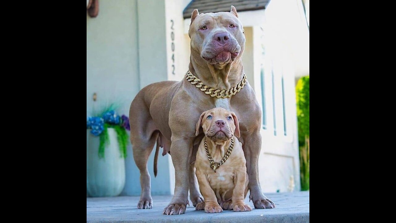 Pitbull Mum Growls At Puppies & Lets Them Know Who's Boss!