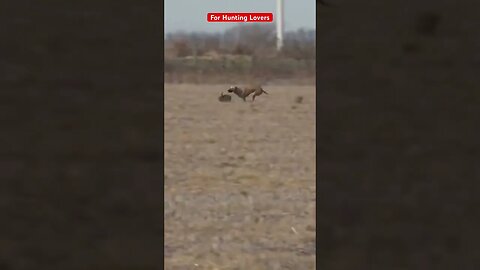 Greyhounds chasing Hare | galgos y liebres 🐇|赛狗和野兔 | السلوقي يطارد الارنب | ग्रेहाउंड और खरगोश