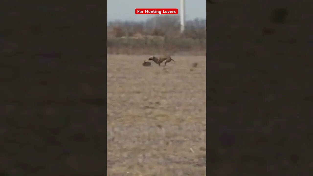 Greyhounds chasing Hare | galgos y liebres 🐇|赛狗和野兔 | السلوقي يطارد الارنب | ग्रेहाउंड और खरगोश