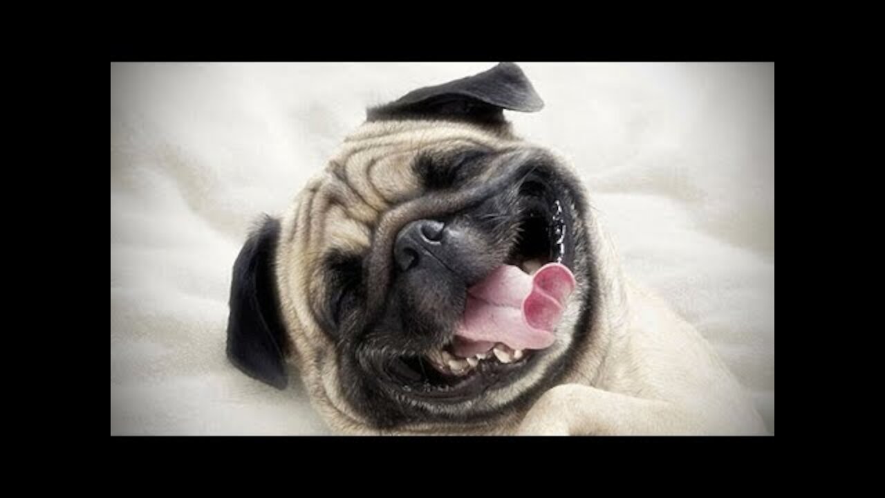 Compilation of Dogs Funny Videos! ( try not to laugh2021 )😂