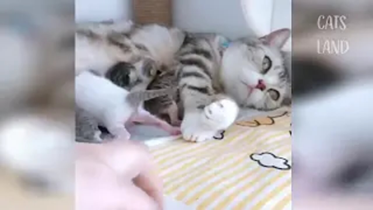 Funniest Cats Videos 🐱