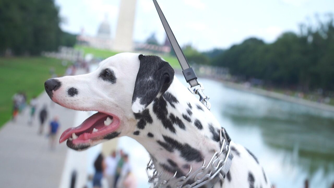 Luna Visits the Reflecting Pool in Washington DC