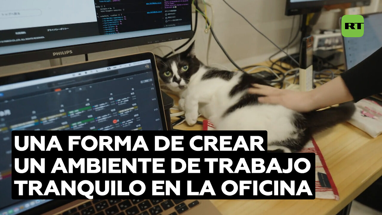 Empleados felinos: cómo los gatos mejoran la productividad en la oficina