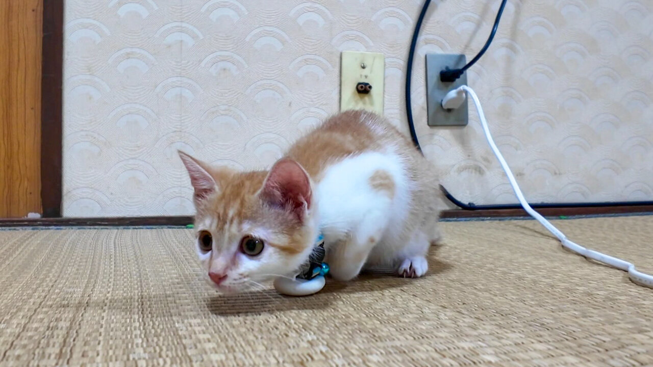 [Cat Inn] The kitten that came to play in our room was too cute